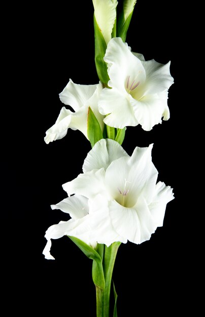 Seitenansicht der weißen Gladiolenblume lokalisiert auf schwarzem Hintergrund