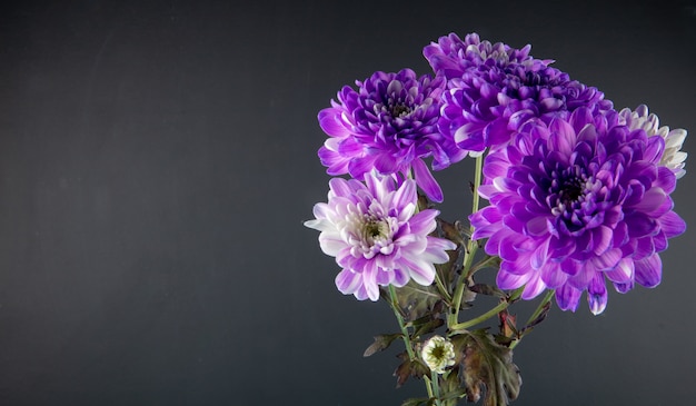 Seitenansicht des Blumenstraußes der violetten und weißen Farbe Chrysanthemenblumen lokalisiert am schwarzen Hintergrund mit Kopienraum