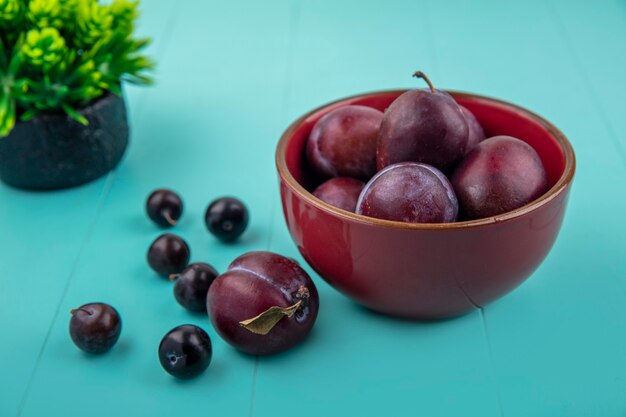 Seitenansicht des Geschmackskönigs pluots in der Schüssel mit Traubenbeeren auf blauem Hintergrund