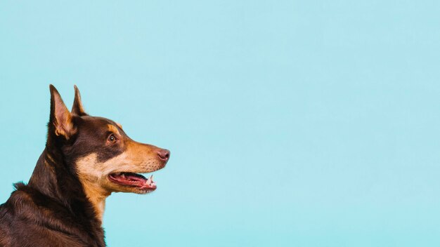 Seitenansicht des Hundes