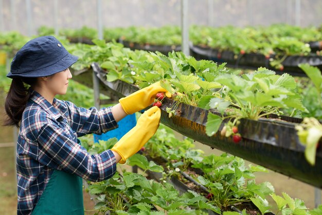 Seitenansicht des weiblichen Landwirts Erdbeere in einem Handelsgewächshaus erntend