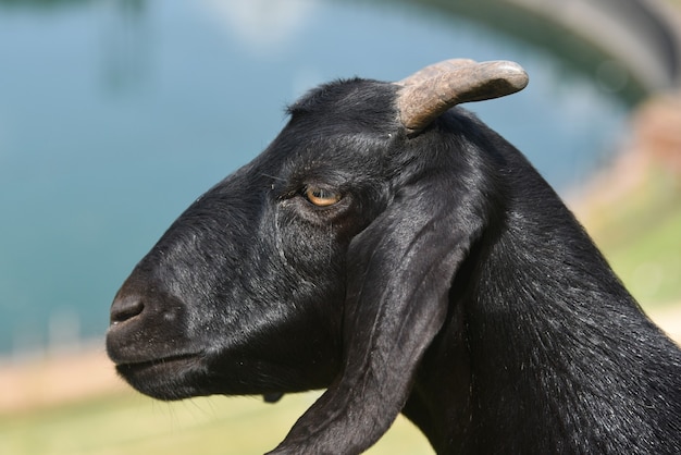 Seitenansicht einer schwarzen Ziege mit kurzen Hörnern auf dem Bauernhof