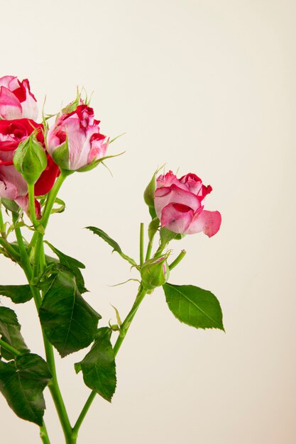 Seitenansicht eines Blumenstraußes der bunten Rosenblumen mit Rosenknospen auf weißem Hintergrund