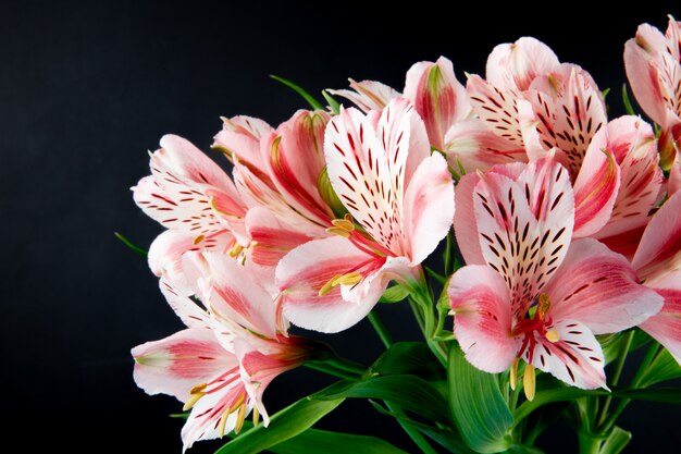 Seitenansicht eines Blumenstraußes der rosa Farbe Alstroemeria Blumen lokalisiert auf schwarzem Hintergrund