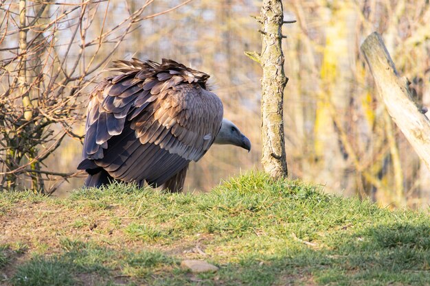 Seitenansicht eines geduckten Geiers