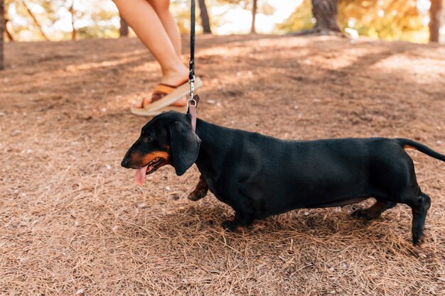 Kostenloses Foto seitenansicht eines netten hundes, der heraus zunge haftet