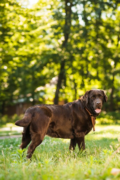 Seitenansicht eines niedlichen Hundes im Park