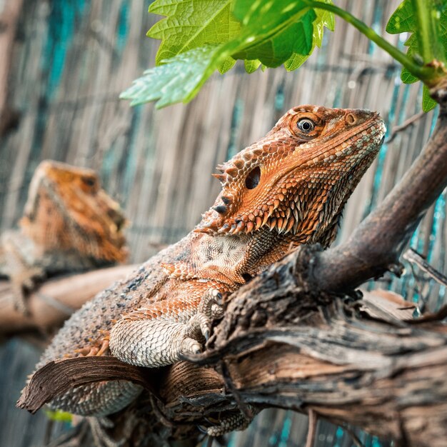 Seitenansicht eines orangefarbenen bärtigen Drachen mit rauer Haut, der auf einem Ast in der Natur ruht