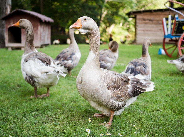 Seitenansicht Gänse auf dem Gras