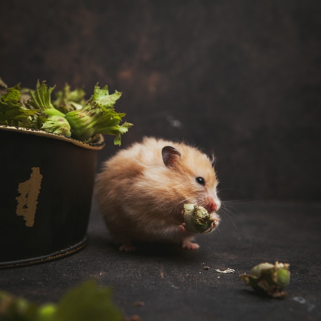Seitenansicht Hamster essen Haselnuss auf dunkelbraun.