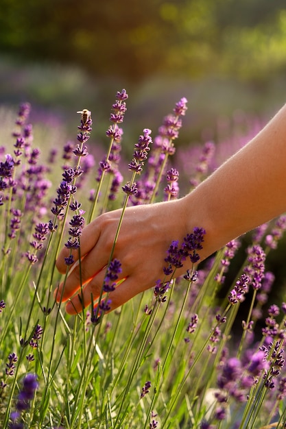 Seitenansicht Hand mit Lavendelpflanze