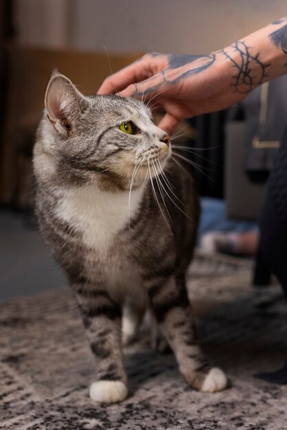 Seitenansicht handstreichelnde Katze