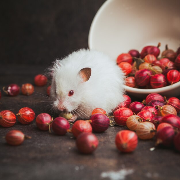 Seitenansicht Stachelbeere in Schüssel mit Hamster, der Haselnuss auf Dunkelbraun isst.