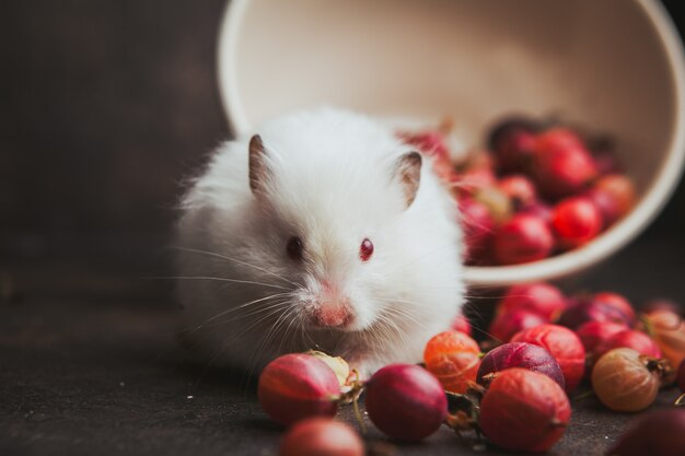 Seitenansicht Stachelbeere in Schüssel mit Hamster, der Haselnuss auf Dunkelbraun isst.