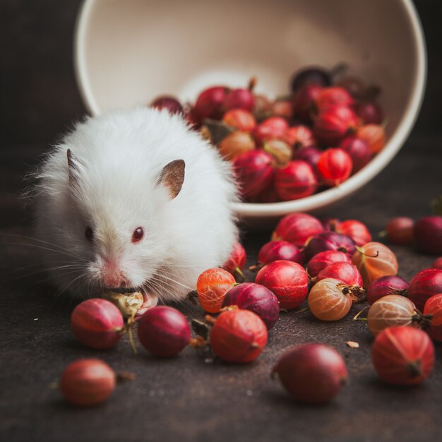 Seitenansicht Stachelbeere in Schüssel mit Hamster, der Haselnuss auf Dunkelbraun isst.