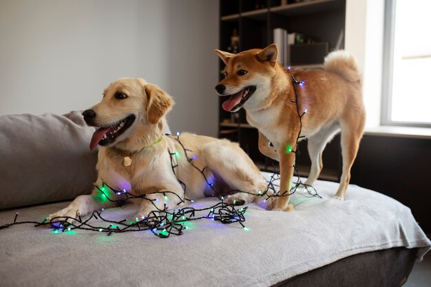 Seitenansicht süße Hunde mit Lichtern auf der Couch
