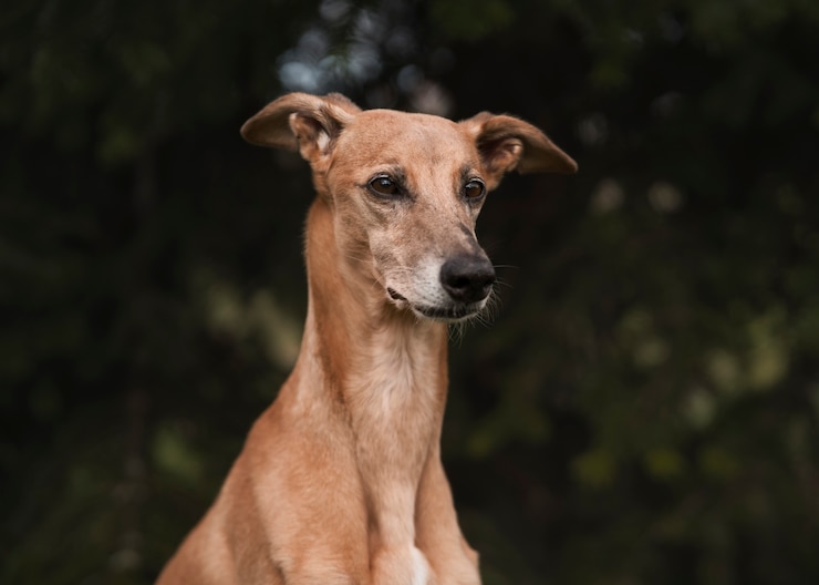 Kostenlose Foto seitenansicht süßer windhund draußen