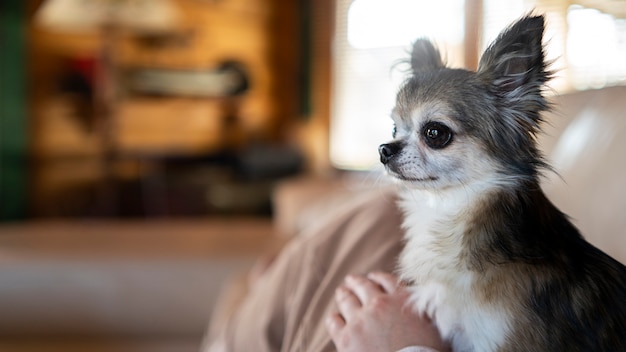 Seitenansichtbesitzer, der chihuahua-hund hält