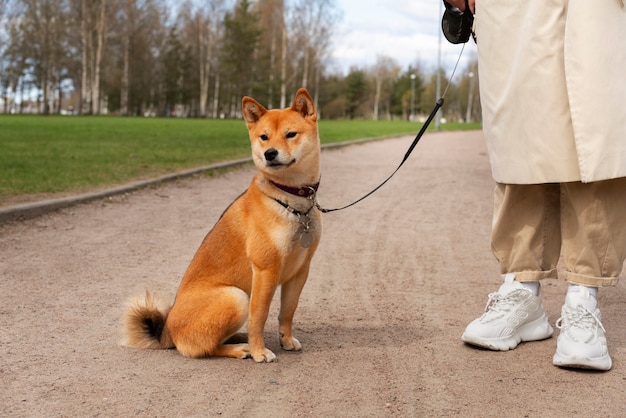 Kostenloses Foto seitenansichtbesitzer und süßer hund