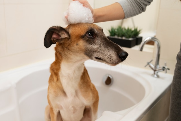 Seitenansichtfrau, die Hund wäscht