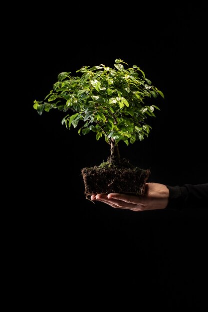 Seitenansichtgärtner, der kleinen Baum hält