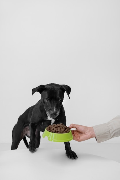 Kostenloses Foto seitenansichthand, die hundefutternapf hält