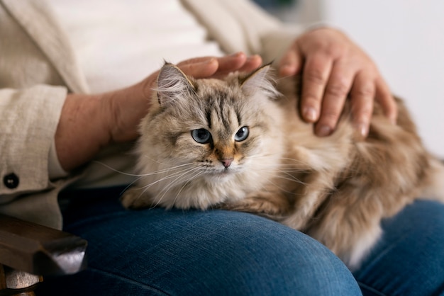 Kostenloses Foto seitenansichtinhaber, der nette katze hält