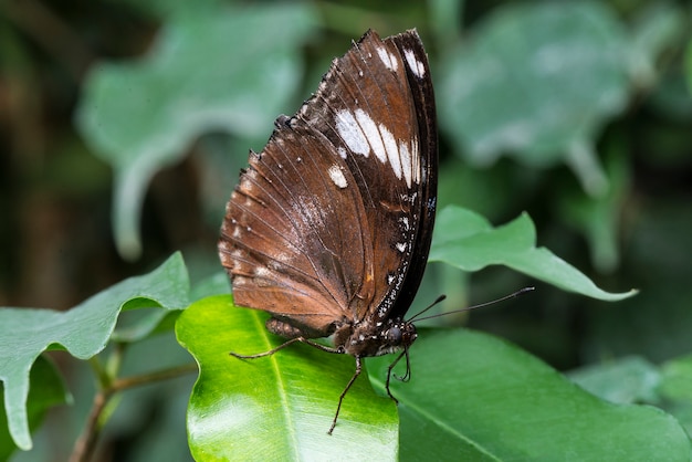 Seitenansichtschmetterling mit Laubhintergrund