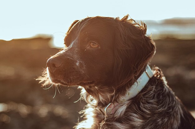 Seitenansichtsprofil eines liebenswerten Haustierhundes mit einem weichen Sonnenlicht