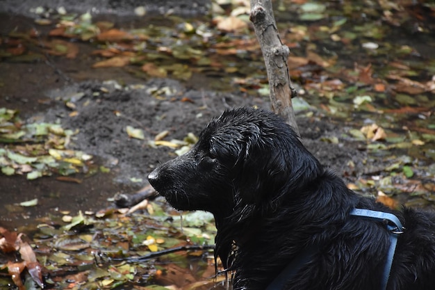 Seitenprofil eines nassen schwarzen Flat Coated Retriever-Hundes.