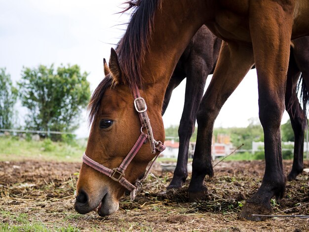 Seitlich schönes Pferd, das vom Boden frisst