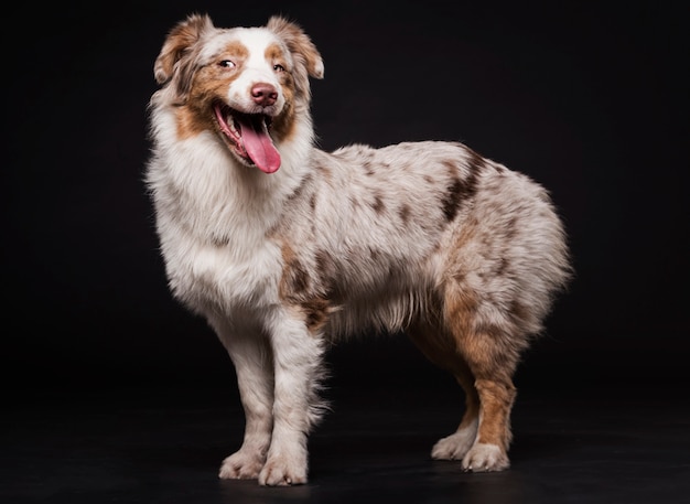 Kostenloses Foto seitlich süßer hund stehend