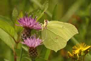 Kostenloses Foto seitliche nahaufnahme eines zitronenfalters, gonepteryx rhamni auf p