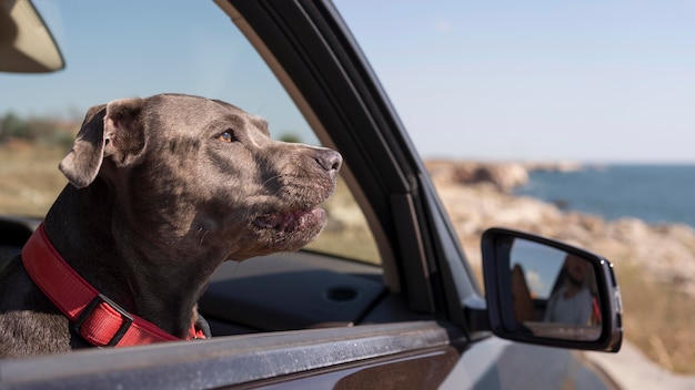 Seitwärts Hund, der in einem Auto bleibt, während er mit seinen Besitzern reist