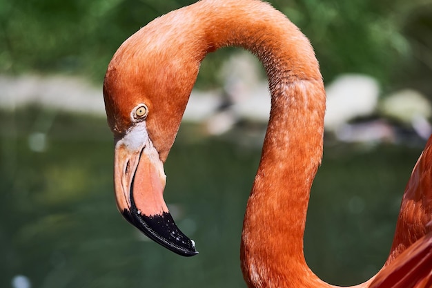 Selektiv eines rosafarbenen Flamingos im Grün