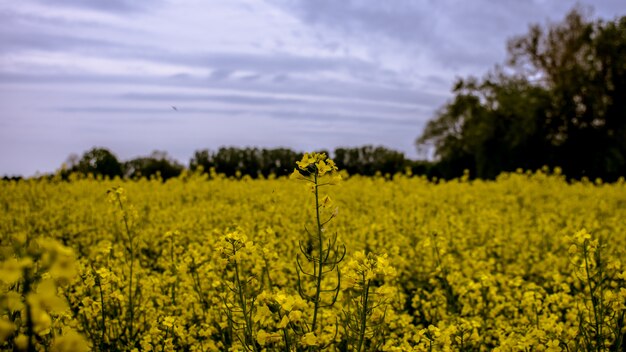 Selektiv schoss ein Feld von gelben Blütenblättern, umgeben von Bäumen unter einem blauen Himmel