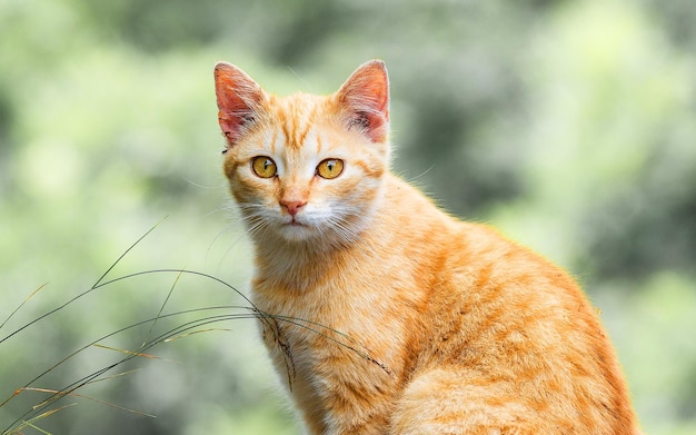 Selektive Aufnahme einer roten Makrelen-Tabby-Katze, die mit grünem Hintergrund in die Kamera blickt