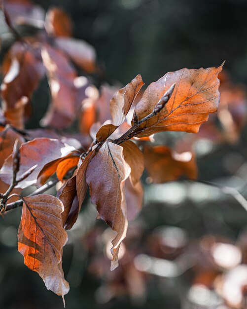 Selektive Fokusansicht der Nahaufnahme eines erstaunlichen Astes mit orangefarbenen Blättern unter Sonnenlicht