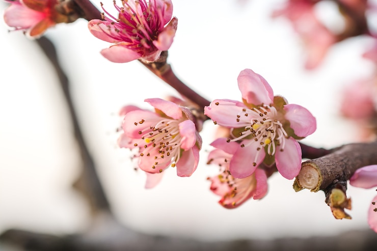 Kostenlose Foto selektive fokusansicht der schönen kirschblüten in einem garten, der an einem hellen tag gefangen genommen wird