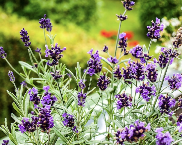 Selektive Fokusansicht einer Gruppe von lila Lavendelblumen im Garten mit einem unscharfen Hintergrund