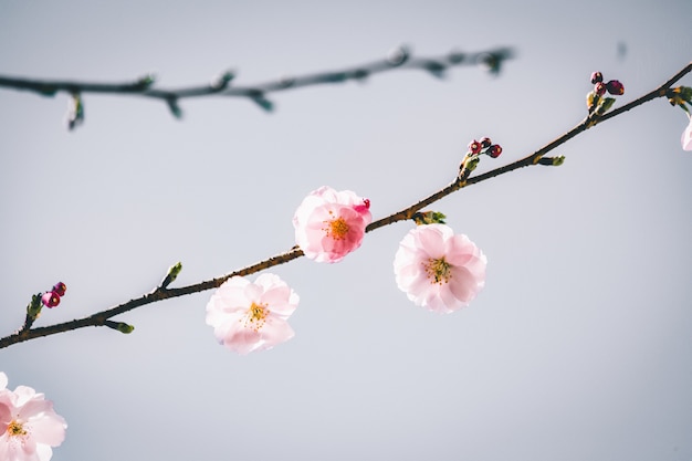 Selektive Fokusansicht eines schönen Zweigs mit Kirschblütenblumen mit grauem Hintergrund