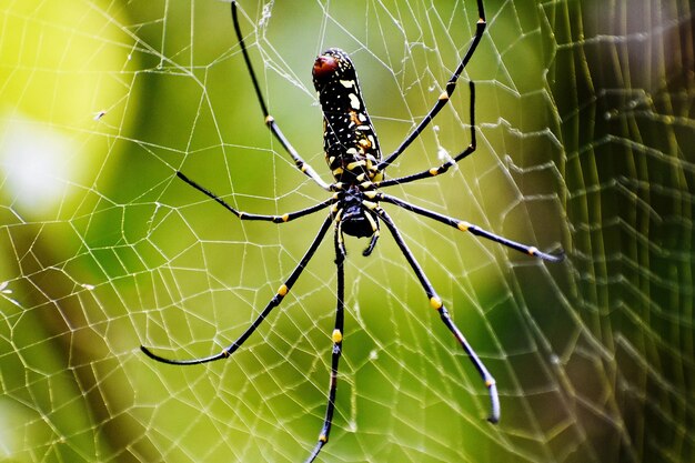 Selektive Fokusaufnahme der Spinne, die ein Spinnennetz zwischen den Ästen macht