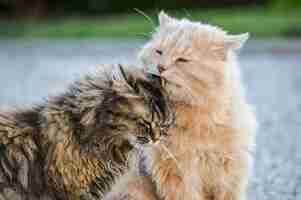 Kostenloses Foto selektive fokusaufnahme der süßen, schönen grauen und weißen katzen, die zusammen spaß haben