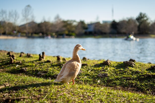 Selektive Fokusaufnahme der weißen Gans am Ufer des Mcgovern Lake in Texas