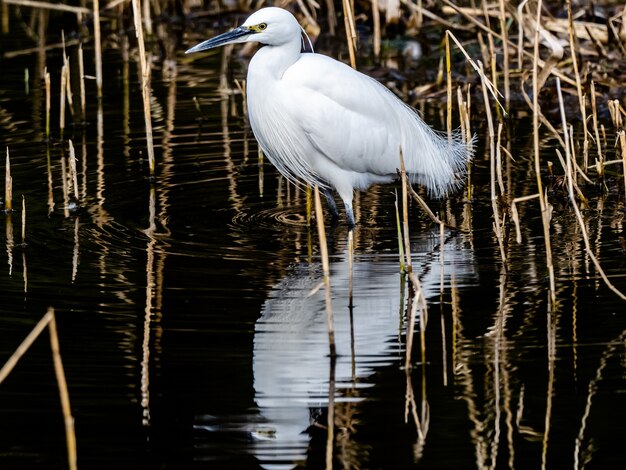 Selektive Fokusaufnahme des Silberreihers mit einer schönen Reflexion auf dem Wasser im Izumi-Wald