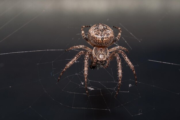 Selektive Fokusaufnahme einer braunen Spinne im Spinnennetz