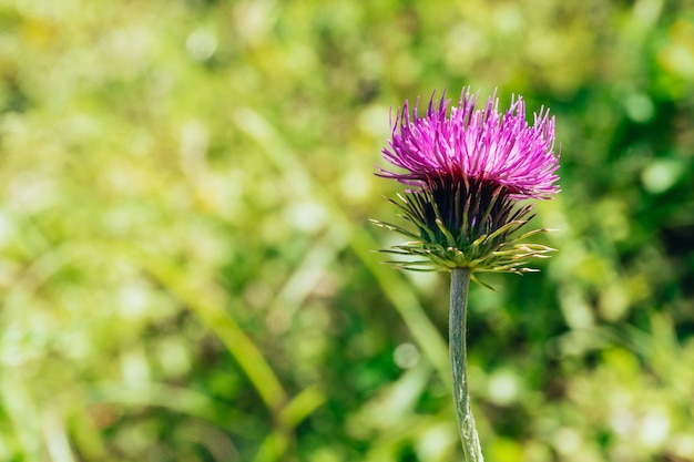 Selektive fokusaufnahme einer distelblume