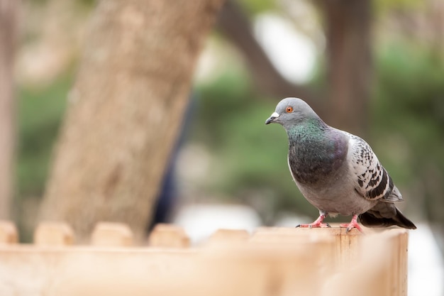 Selektive Fokusaufnahme einer entzückenden gefleckten Taube, die auf dem Zaun im Park steht