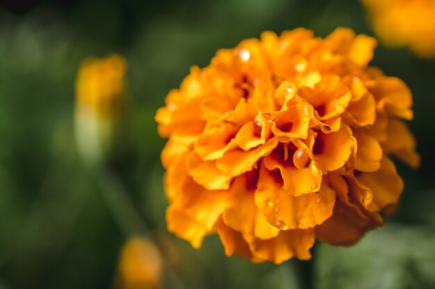 Selektive Fokusaufnahme einer exotischen gelben Blume im Wald