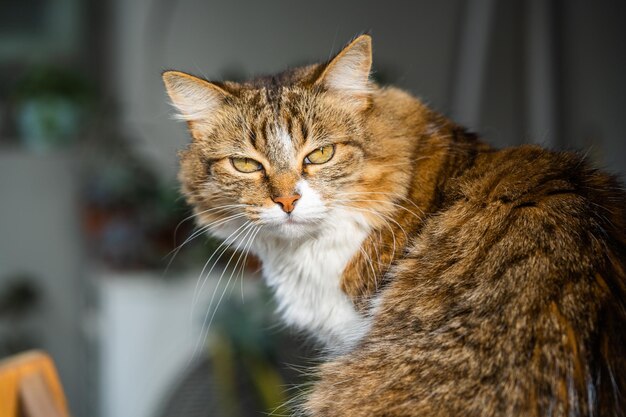 Selektive Fokusaufnahme einer flauschigen Katze im Sonnenlicht